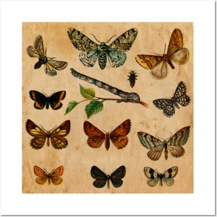 Butterfly Posters and Art